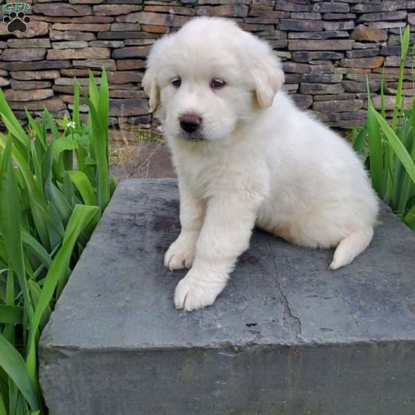 Cleo, Great Pyrenees Puppy
